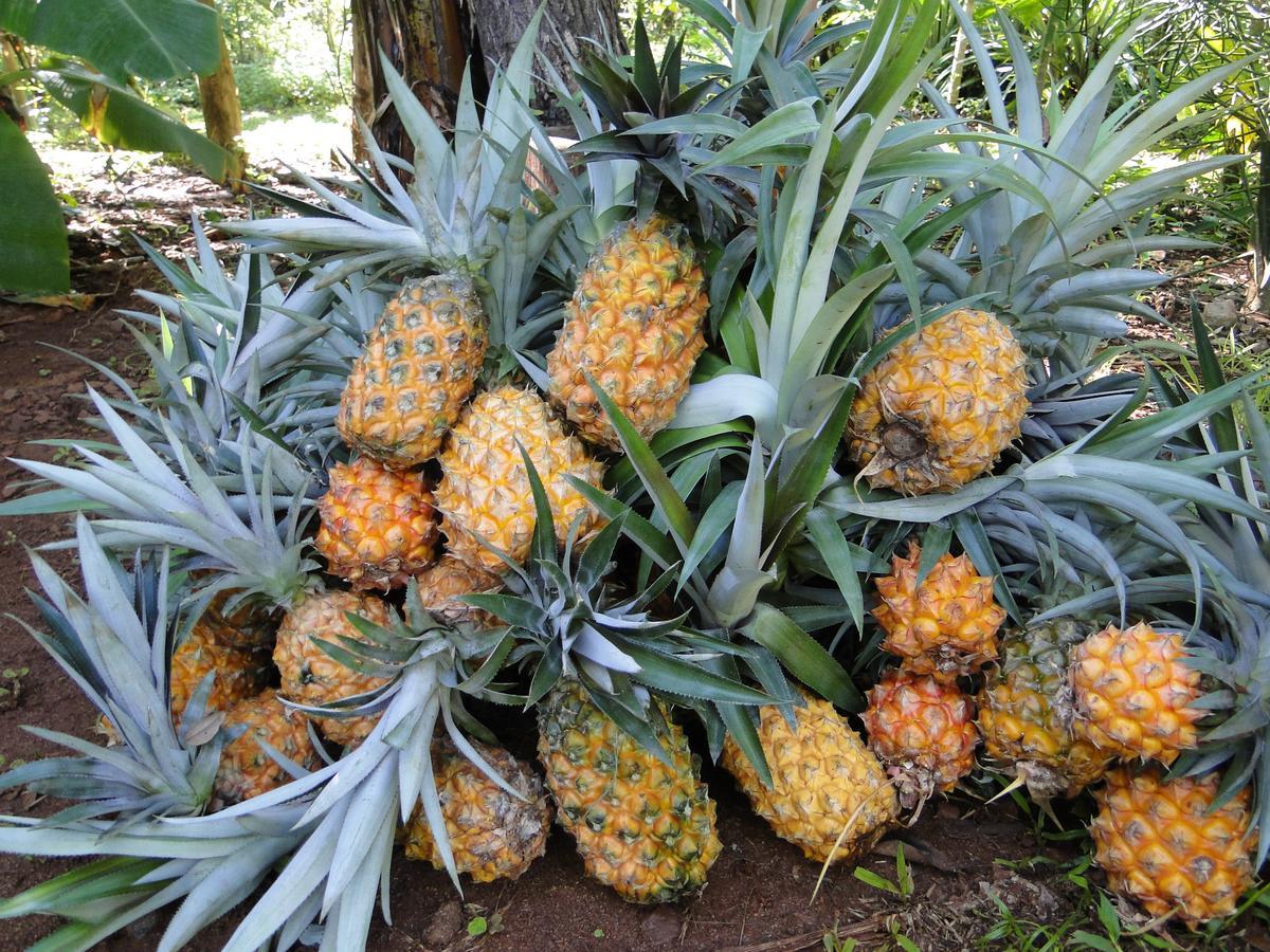 Yasi Yatere Reserva Agroecologica El Soberbio Dış mekan fotoğraf